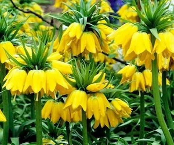 خرید و قیمت گل لاله واژگون زرد