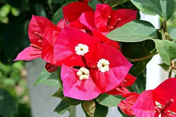 خرید و قیمت روز درختچه گل کاغذی