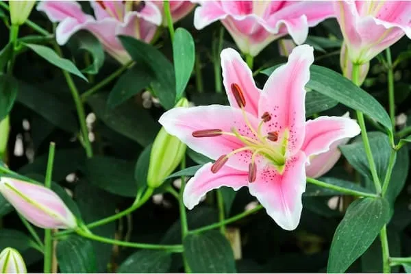 قیمت خرید گل آپارتمانی لیلیوم + خواص، معایب و مزایا