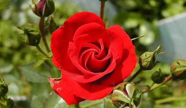 خرید و قیمت گل رز هیبرید چای