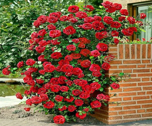 قیمت خرید گل رز بوتهای + خواص، معایب و مزایا