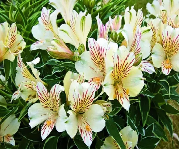 خرید آلسترومریا پرنسس فابیان با قیمت استثنایی
