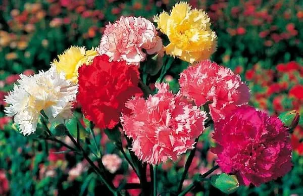 قیمت خرید گل فصلی میخک + راهنمای استفاده
