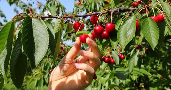 خرید انواع نهال گیلاس با بهترین قیمت