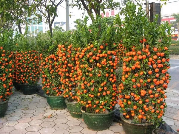 خرید و قیمت انواع درختچه میوه مینیاتوری