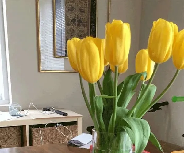 قیمت خرید گل لاله زرد + خواص، معایب و مزایا