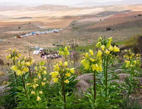 خرید و قیمت گل لاله واژگون زرد