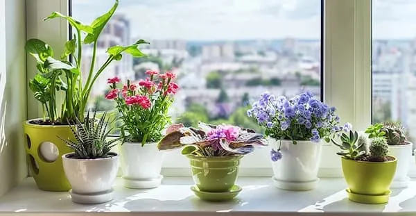 خرید درختچه زینتی آپارتمانی + قیمت عالی با کیفیت تضمینی