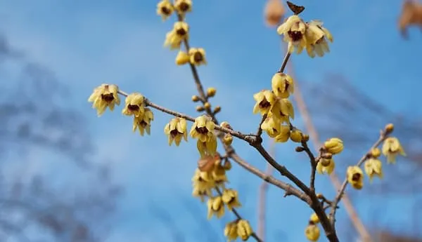 خرید و قیمت روز درختچه گل یخ