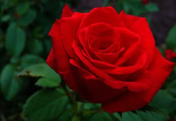 خرید و قیمت گل رز هیبرید چای
