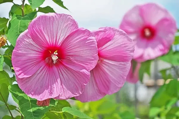 خرید و قیمت گل فصلی همیشه بهار