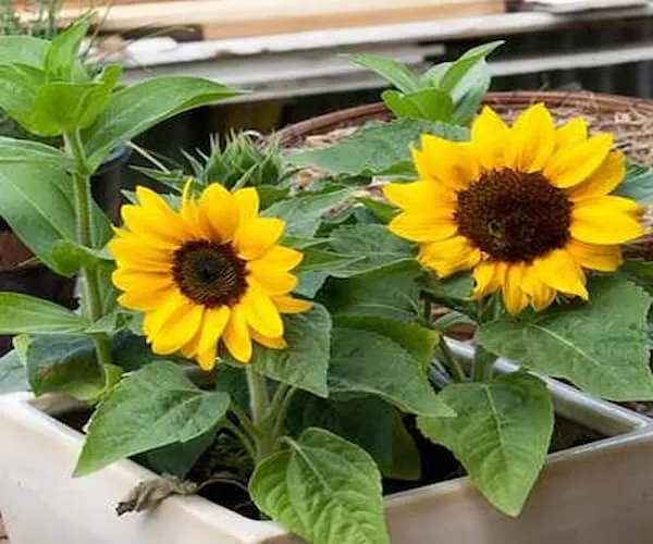 قیمت خرید گل افتاب گردان کوتوله + تست کیفیت