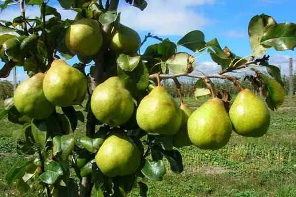 بهترین نهال گلابی آنژو + قیمت خرید عالی