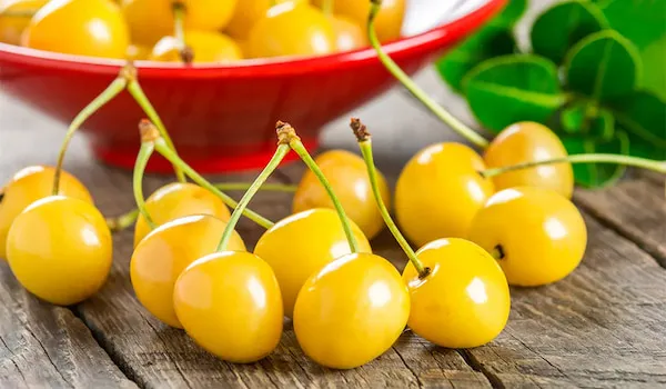 بهترین نهال گیلاس زرد + قیمت خرید عالی