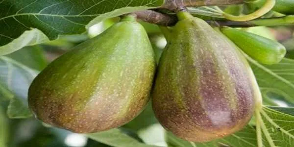 بهترین نهال انجیر گلابی + قیمت خرید عالی