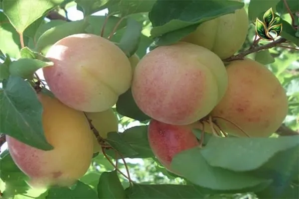 خرید نهال هلو سرخ و سفید با قیمت استثنایی