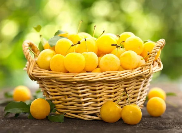 بهترین نهال آلو قطره طلا + قیمت خرید عالی