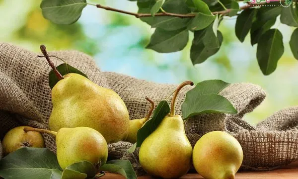 بهترین نهال گلابی ایرانی + قیمت خرید عالی