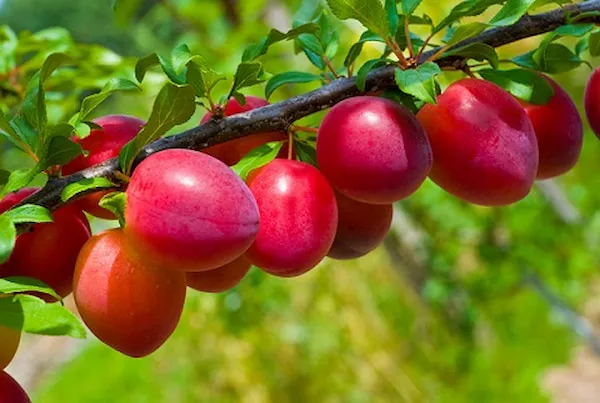 بهترین نهال آلو خونی + قیمت خرید عالی