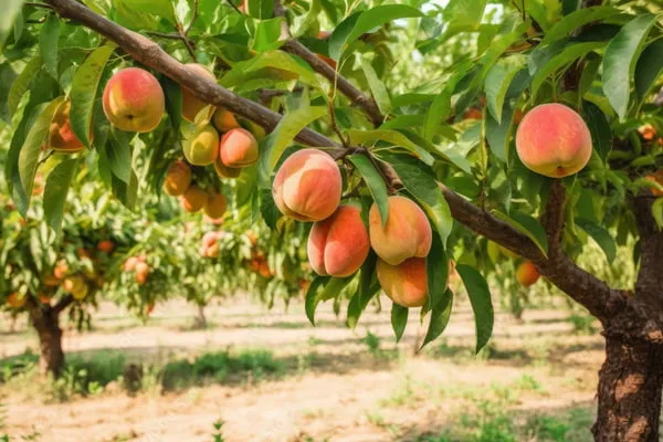 خرید نهال هلو سرخ و سفید با قیمت استثنایی