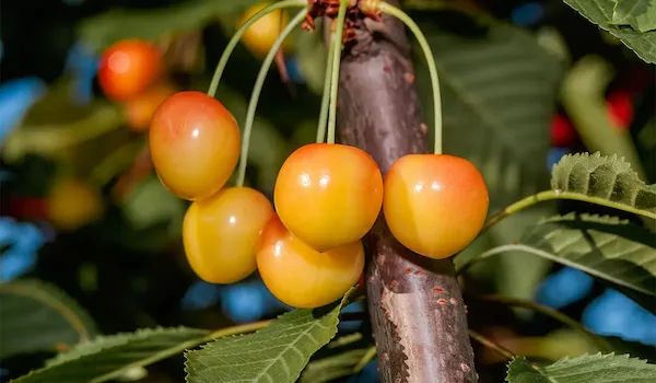 بهترین نهال گیلاس صورتی + قیمت خرید عالی