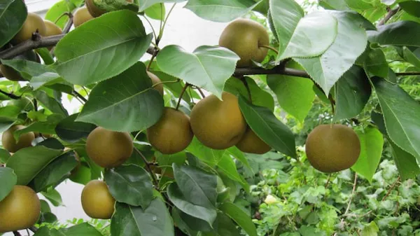بهترین نهال گلابی وحشی + قیمت خرید عالی