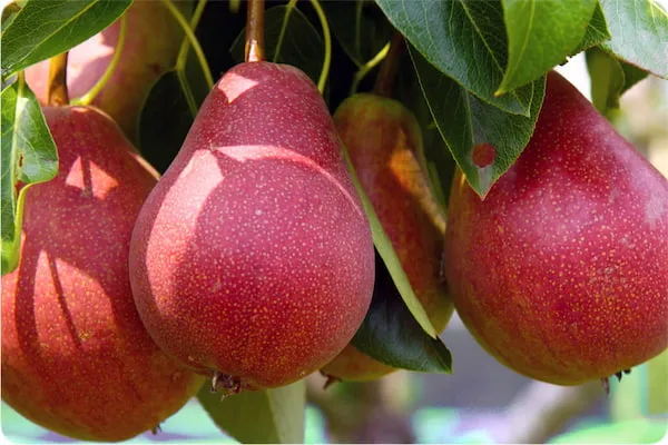 خرید نهال گلابی آنژو قرمز با قیمت استثنایی