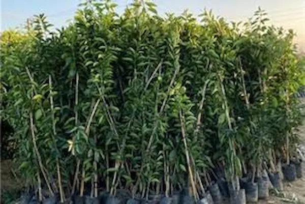 خرید نهال گلابی آنژو قرمز با قیمت استثنایی