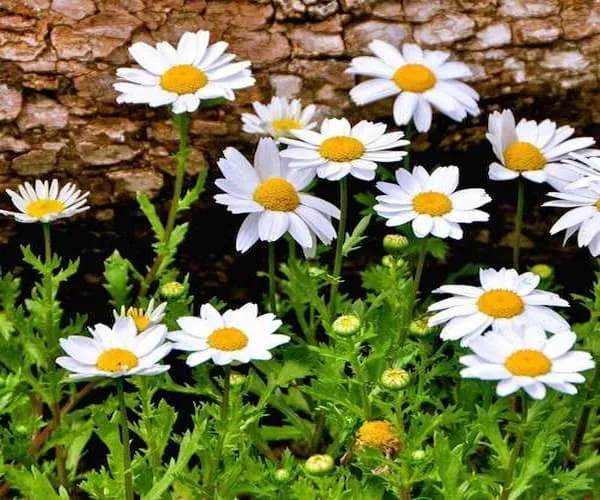 خرید گل بابونه سفید + قیمت عالی با کیفیت تضمینی