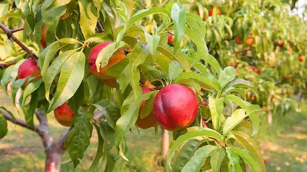 خرید نهال شلیل قرمز بهاره با قیمت استثنایی