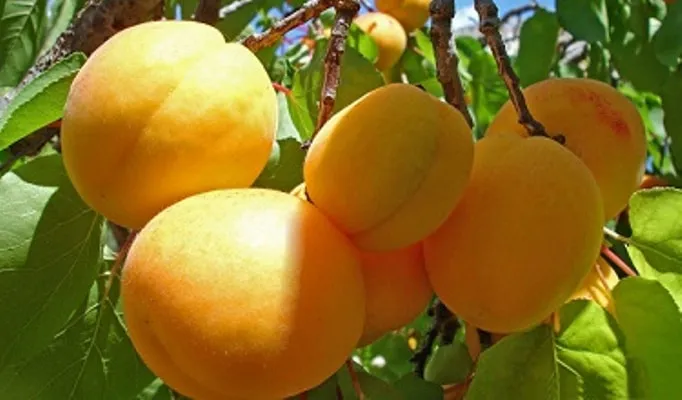 خرید نهال زردآلو شکرپاره با قیمت استثنایی