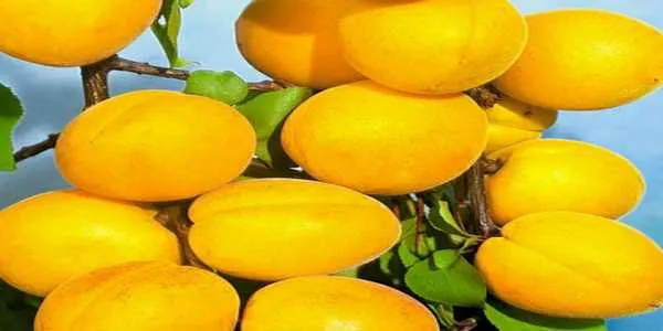 خرید نهال زردآلو تخم مرغی با قیمت استثنایی