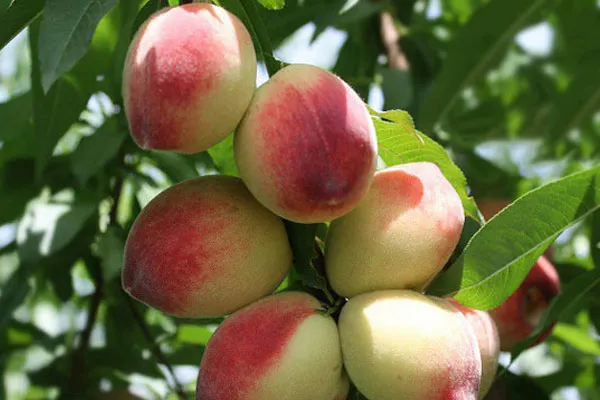 خرید نهال هلو سرخ و سفید با قیمت استثنایی