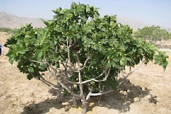 بهترین نهال انجیر زرد + قیمت خرید عالی