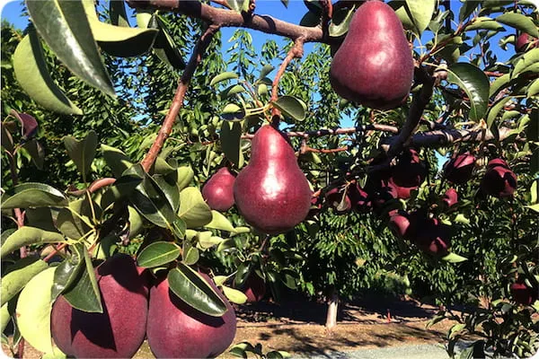 خرید نهال گلابی آنژو قرمز با قیمت استثنایی