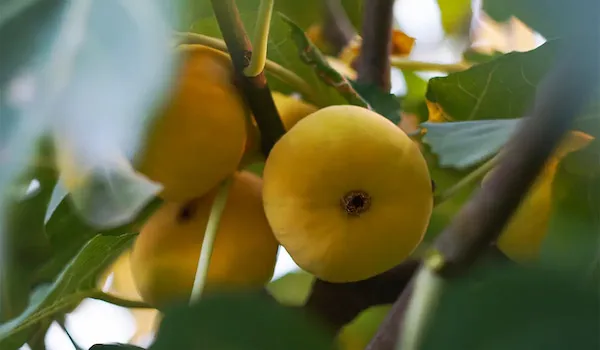 بهترین نهال انجیر زرد + قیمت خرید عالی