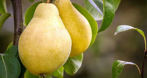 بهترین نهال گلابی اسپادانا + قیمت خرید عالی