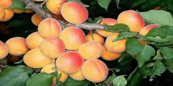 خرید نهال زردآلو تخم مرغی با قیمت استثنایی