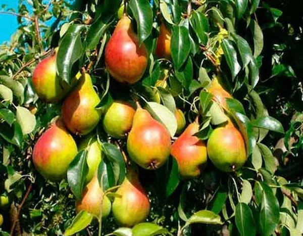 بهترین نهال گلابی بارتلت + قیمت خرید عالی